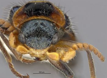 Media type: image;   Entomology 24220 Aspect: head frontal view